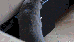 【犬・猫】ペットがいたずらしちゃった画像が見たい【動物・かわいい】