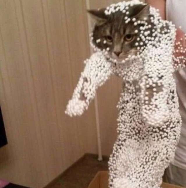 【犬・猫】ペットがいたずらしちゃった画像が見たい【動物・かわいい】