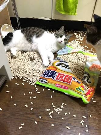【犬・猫】ペットがいたずらしちゃった画像が見たい【動物・かわいい】