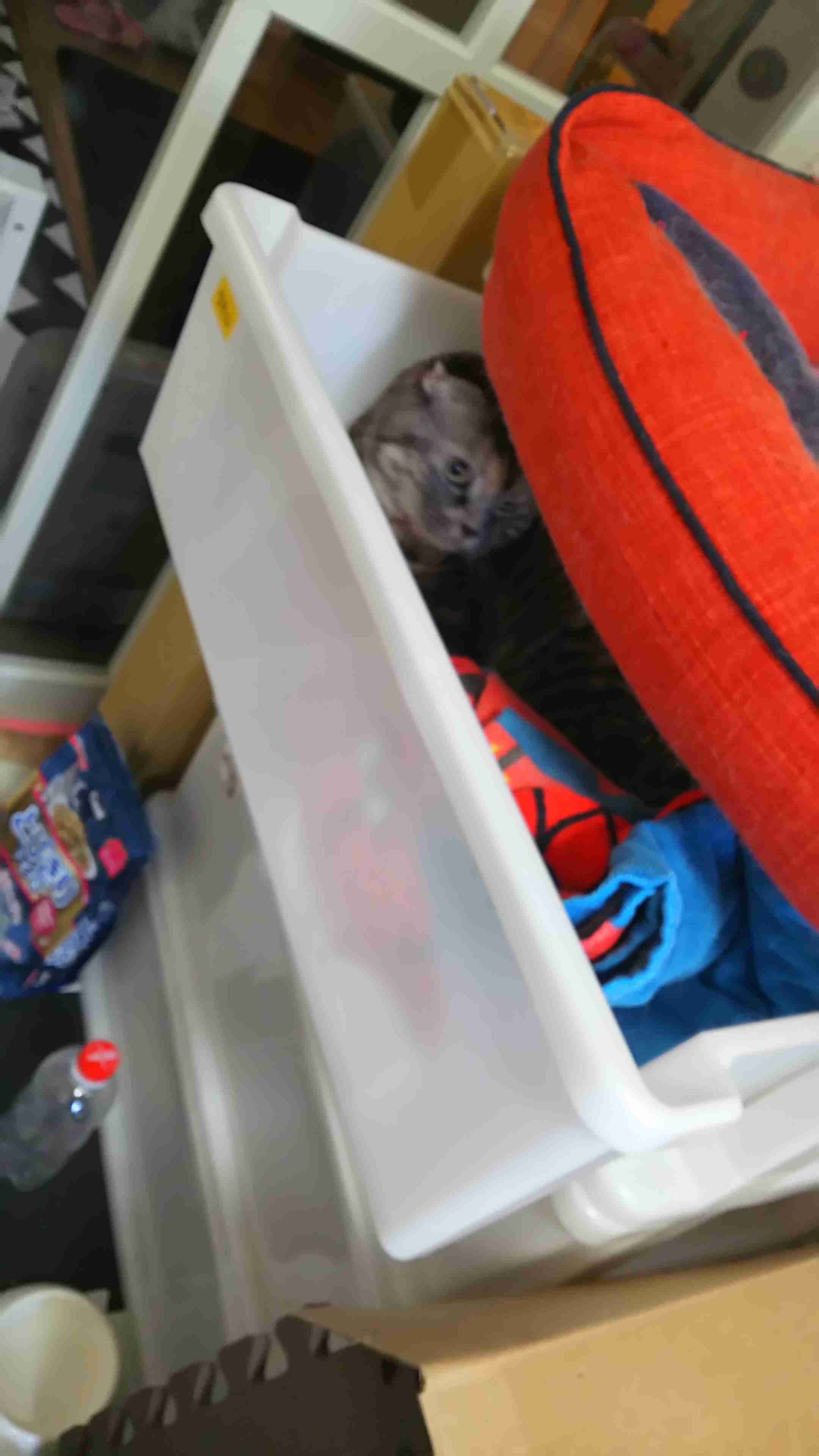 【犬・猫】ペットがいたずらしちゃった画像が見たい【動物・かわいい】