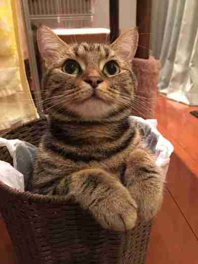 【犬・猫】ペットがいたずらしちゃった画像が見たい【動物・かわいい】
