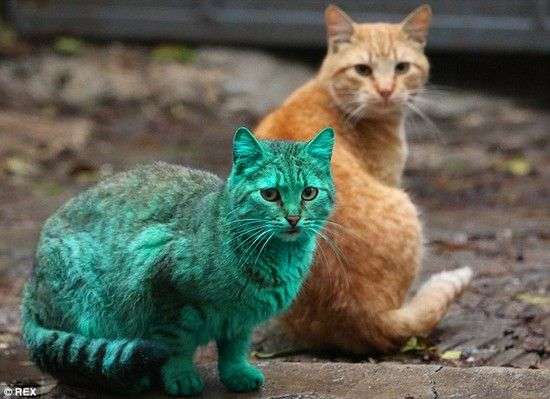 【犬・猫】ペットがいたずらしちゃった画像が見たい【動物・かわいい】