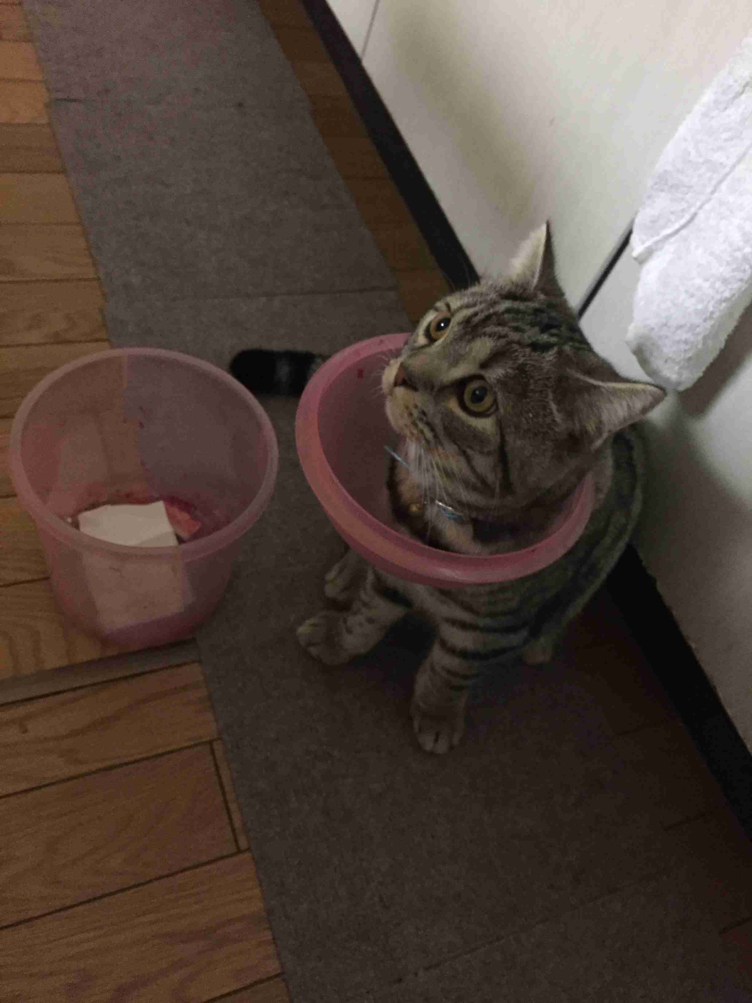 【犬・猫】ペットがいたずらしちゃった画像が見たい【動物・かわいい】