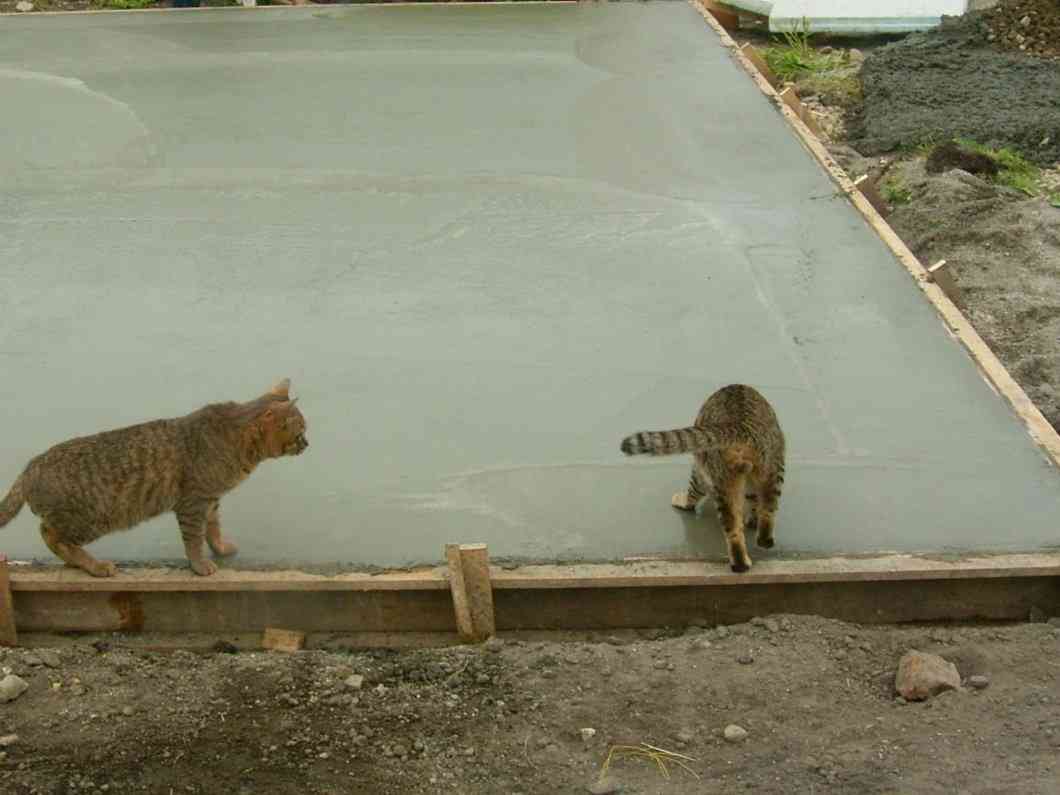 【犬・猫】ペットがいたずらしちゃった画像が見たい【動物・かわいい】
