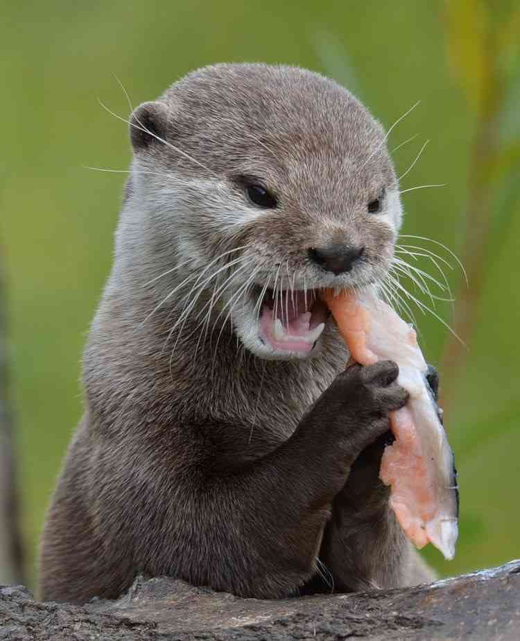 “クロロ”HYDE、神戸に光臨！ファン興奮のVAMPSアリーナ公演初日