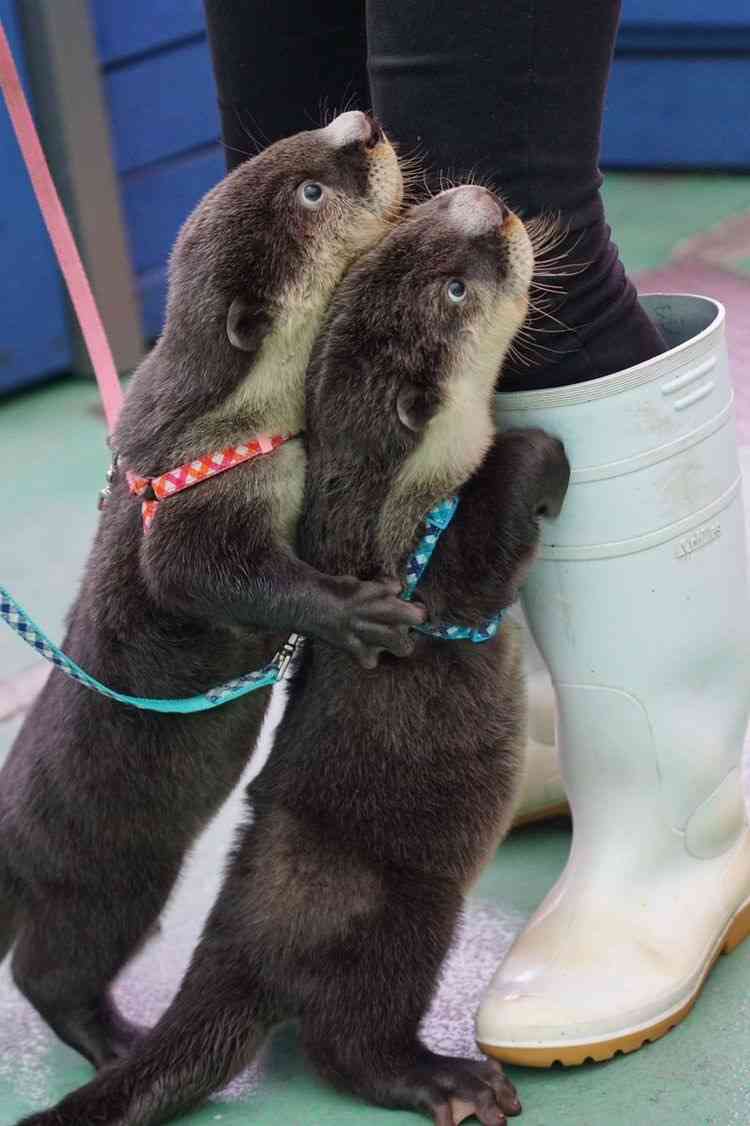 “クロロ”HYDE、神戸に光臨！ファン興奮のVAMPSアリーナ公演初日