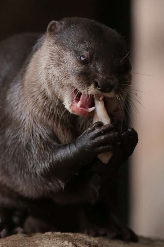 “クロロ”HYDE、神戸に光臨！ファン興奮のVAMPSアリーナ公演初日