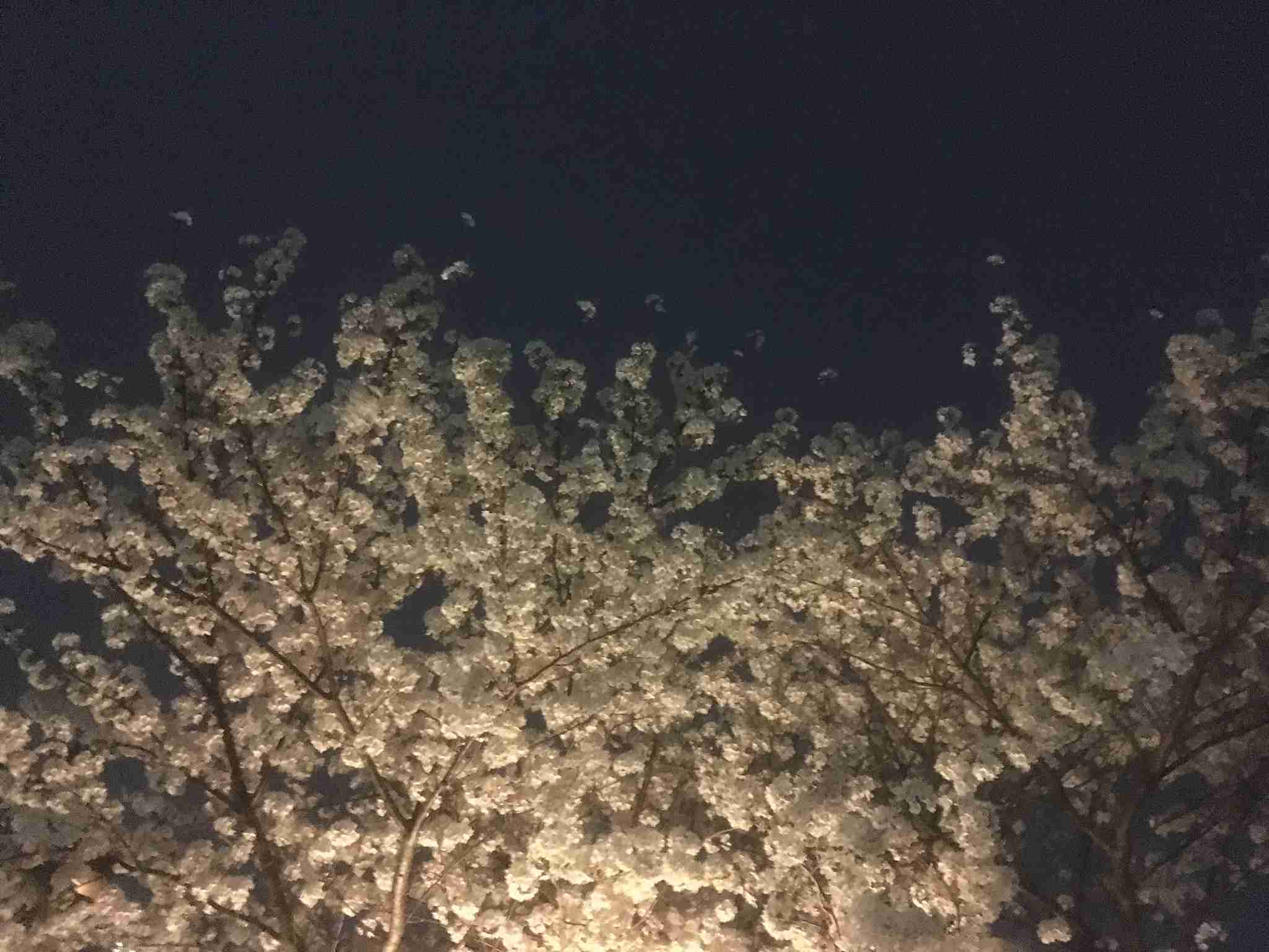 美しい日本語と写真を楽しむトピ