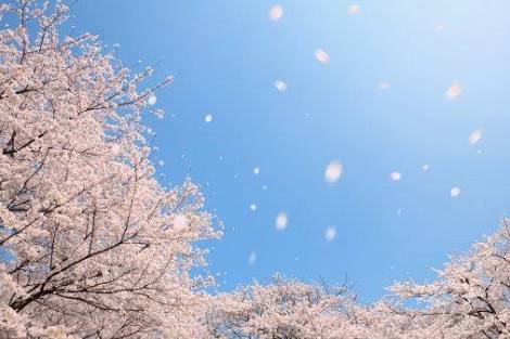 美しい日本語と写真を楽しむトピ