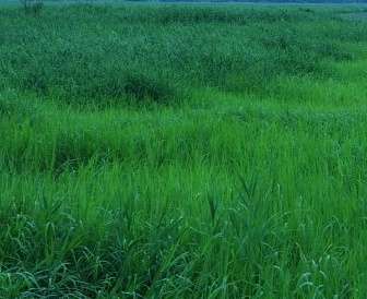美しい日本語と写真を楽しむトピ
