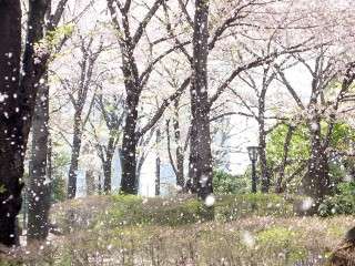 美しい日本語と写真を楽しむトピ