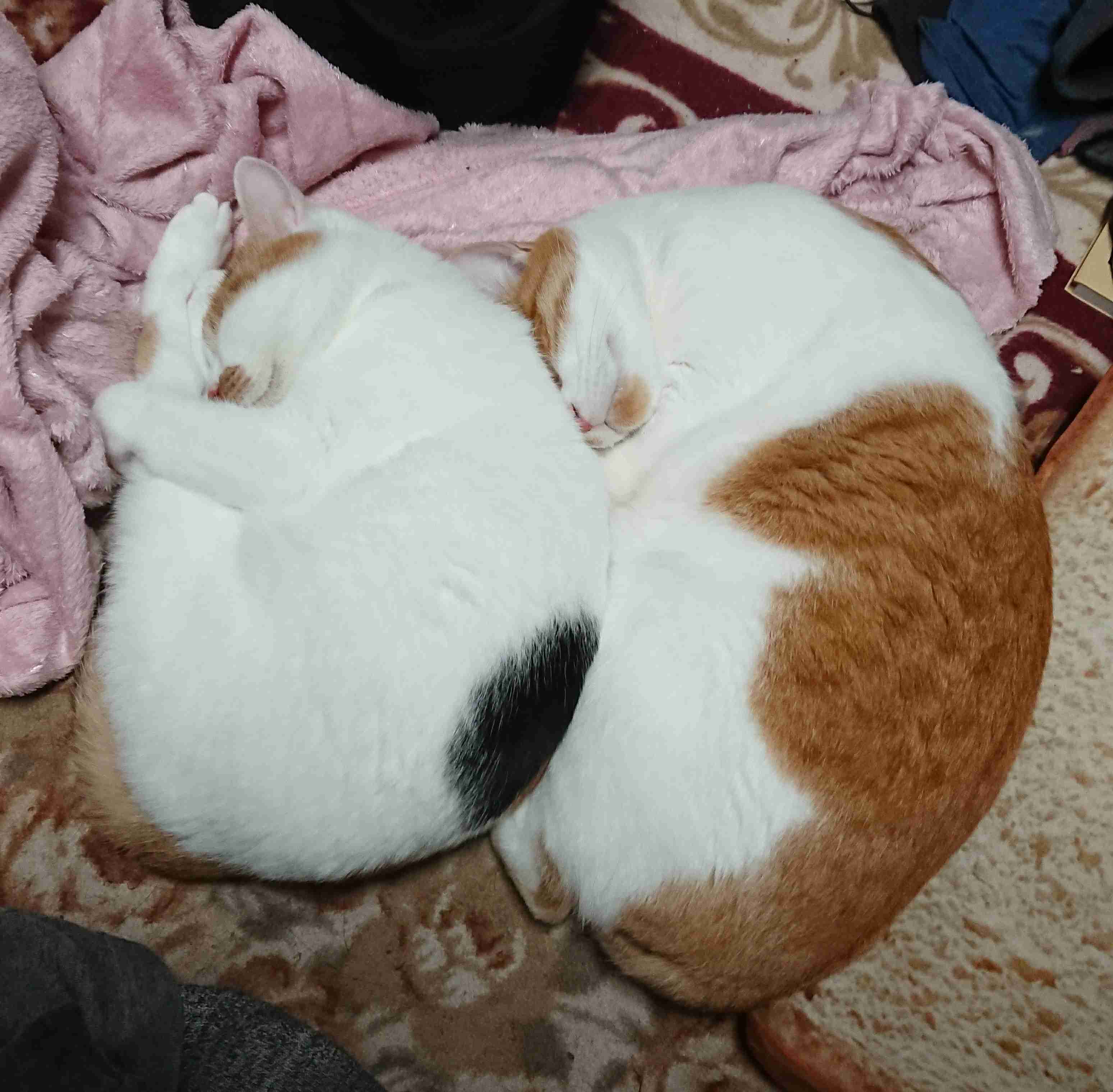 ペットの変なクセ教えて!