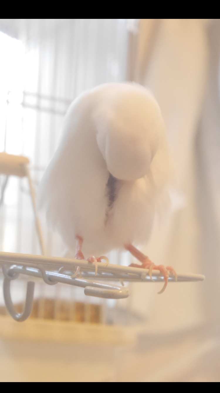 ペットの変なクセ教えて!