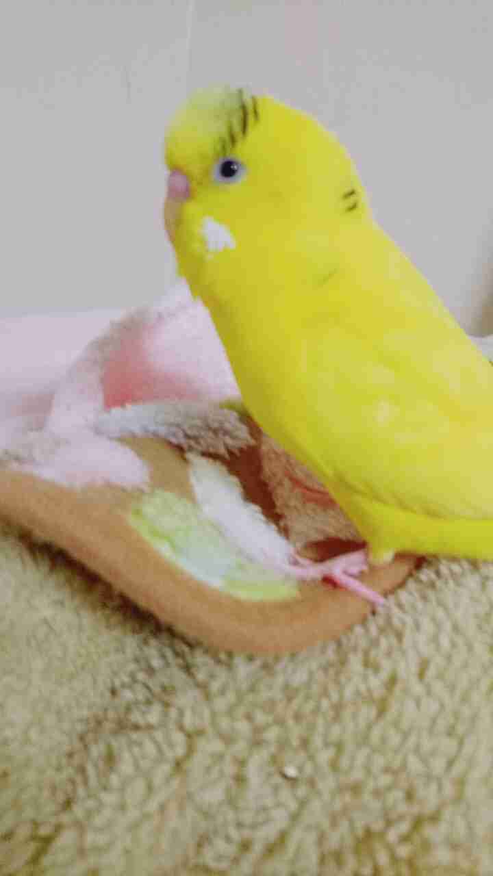 ペットの変なクセ教えて!