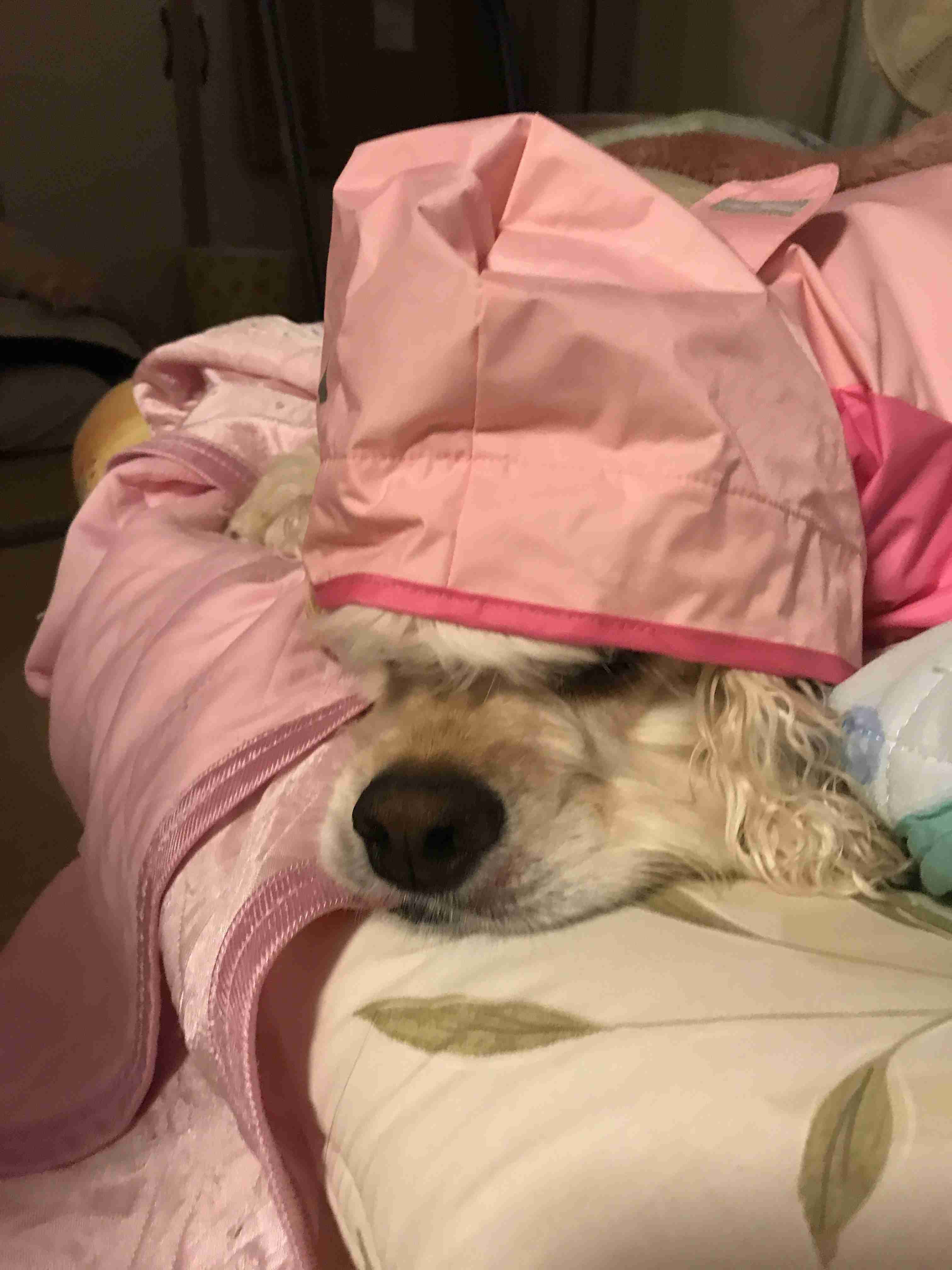 ペットの変なクセ教えて!