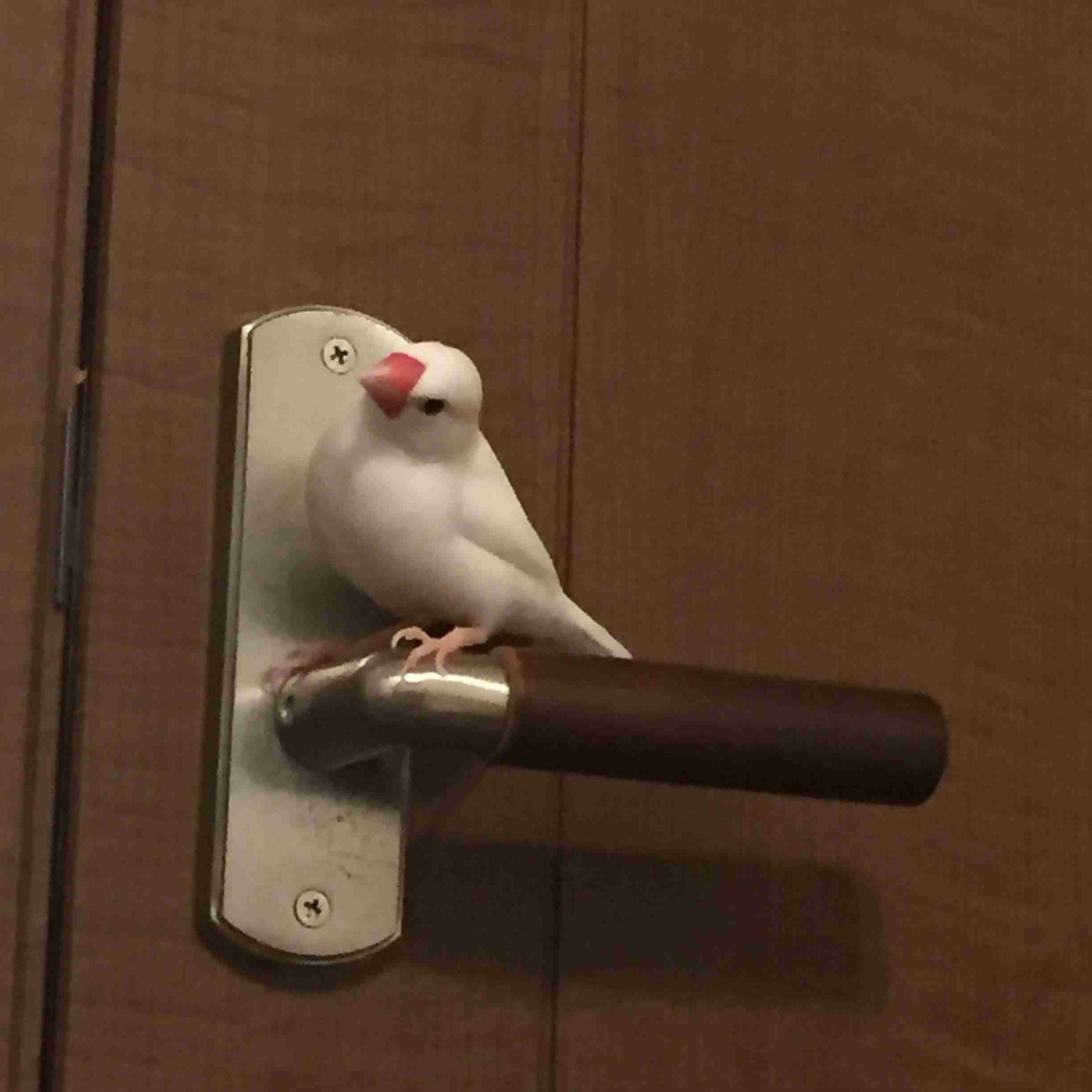 ペットの変なクセ教えて!