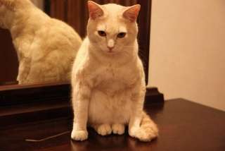ペットの変なクセ教えて!