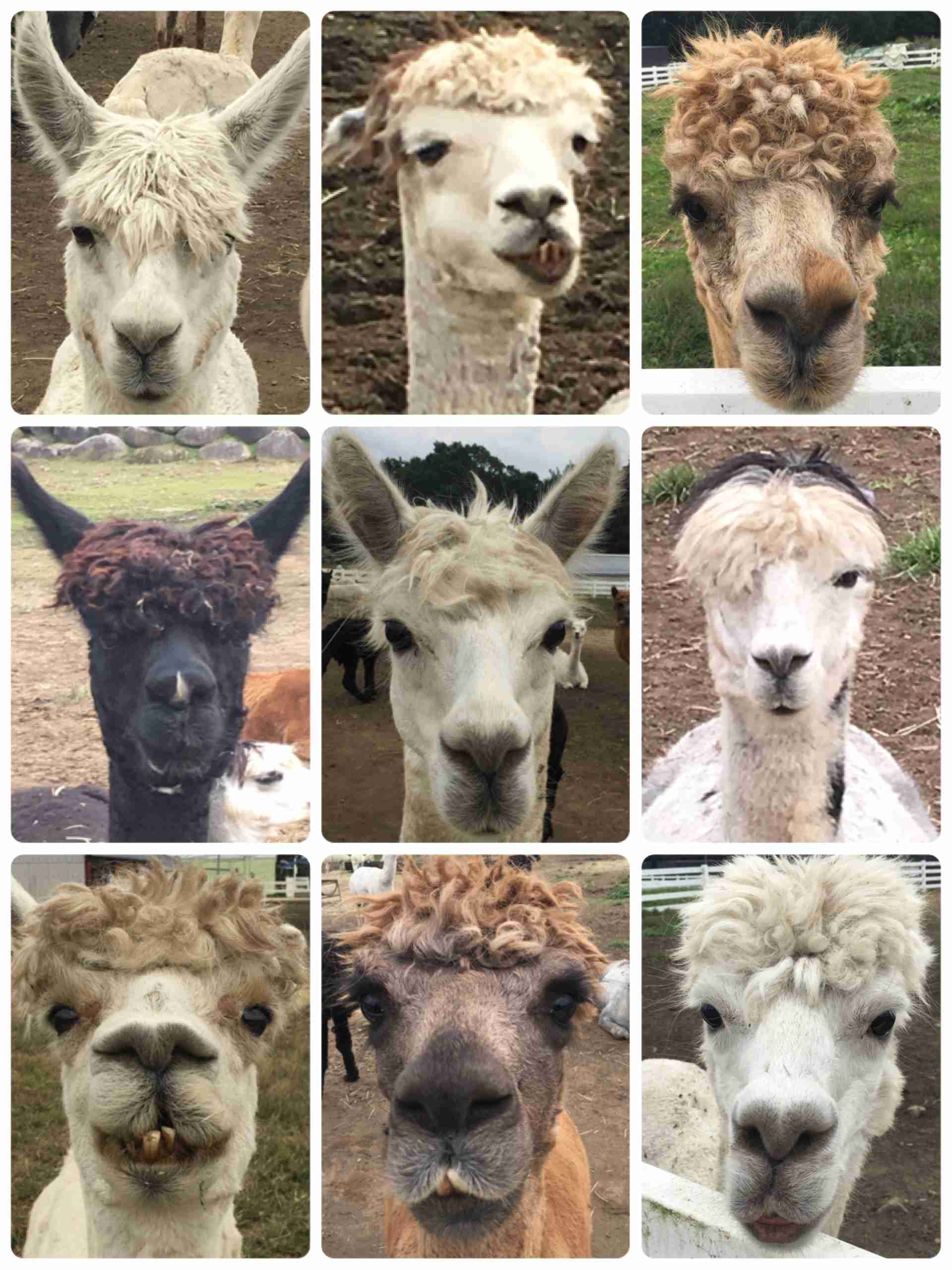 動物でホストクラブを作るトピPART3