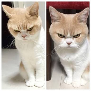 動物でホストクラブを作るトピPART3