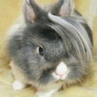 動物でホストクラブを作るトピPART3