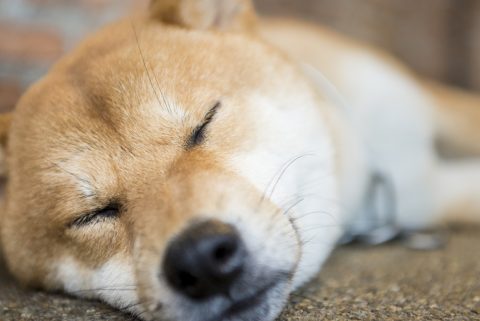 動物でホストクラブを作るトピPART3