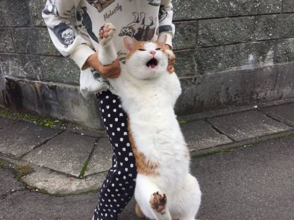 動物でホストクラブを作るトピPART3