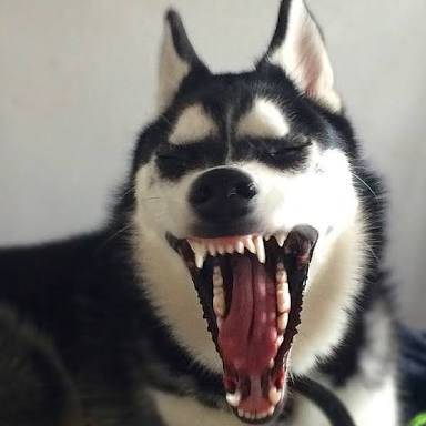 動物でホストクラブを作るトピPART3