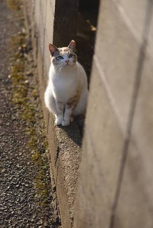 動物でホストクラブを作るトピPART3