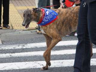 動物でホストクラブを作るトピPART3