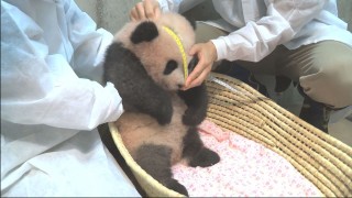 動物でホストクラブを作るトピPART3