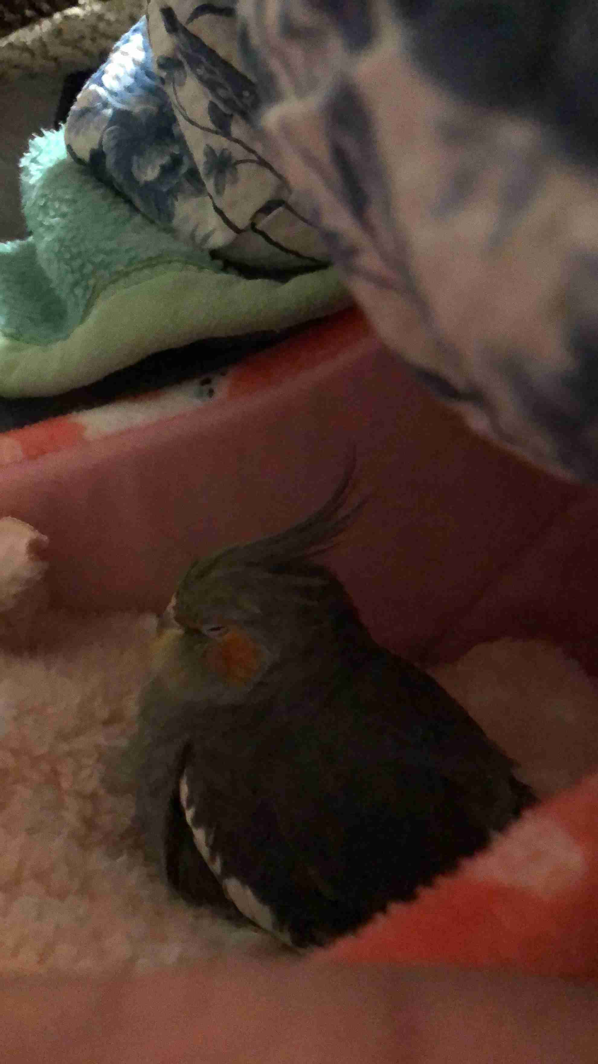 ペットに対するノロケと愚痴
