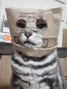 ペットに対するノロケと愚痴