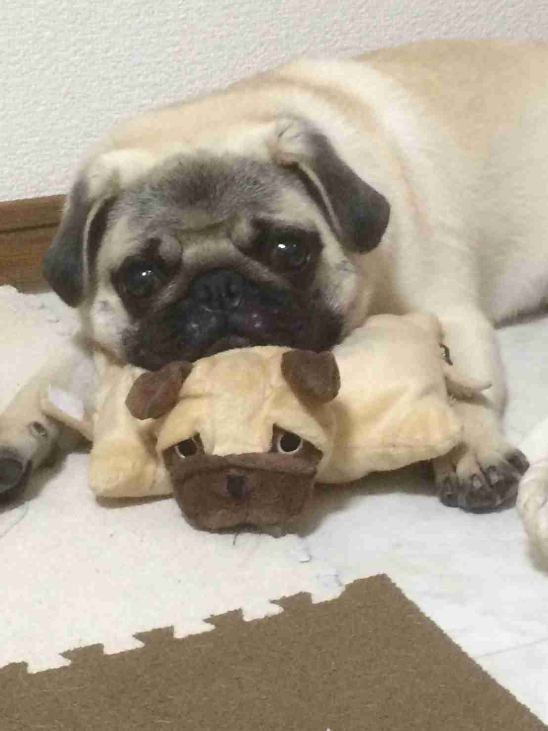 ペットに対するノロケと愚痴