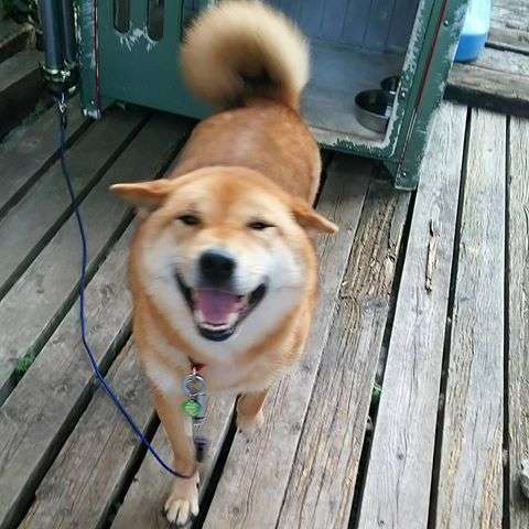 ペットに対するノロケと愚痴