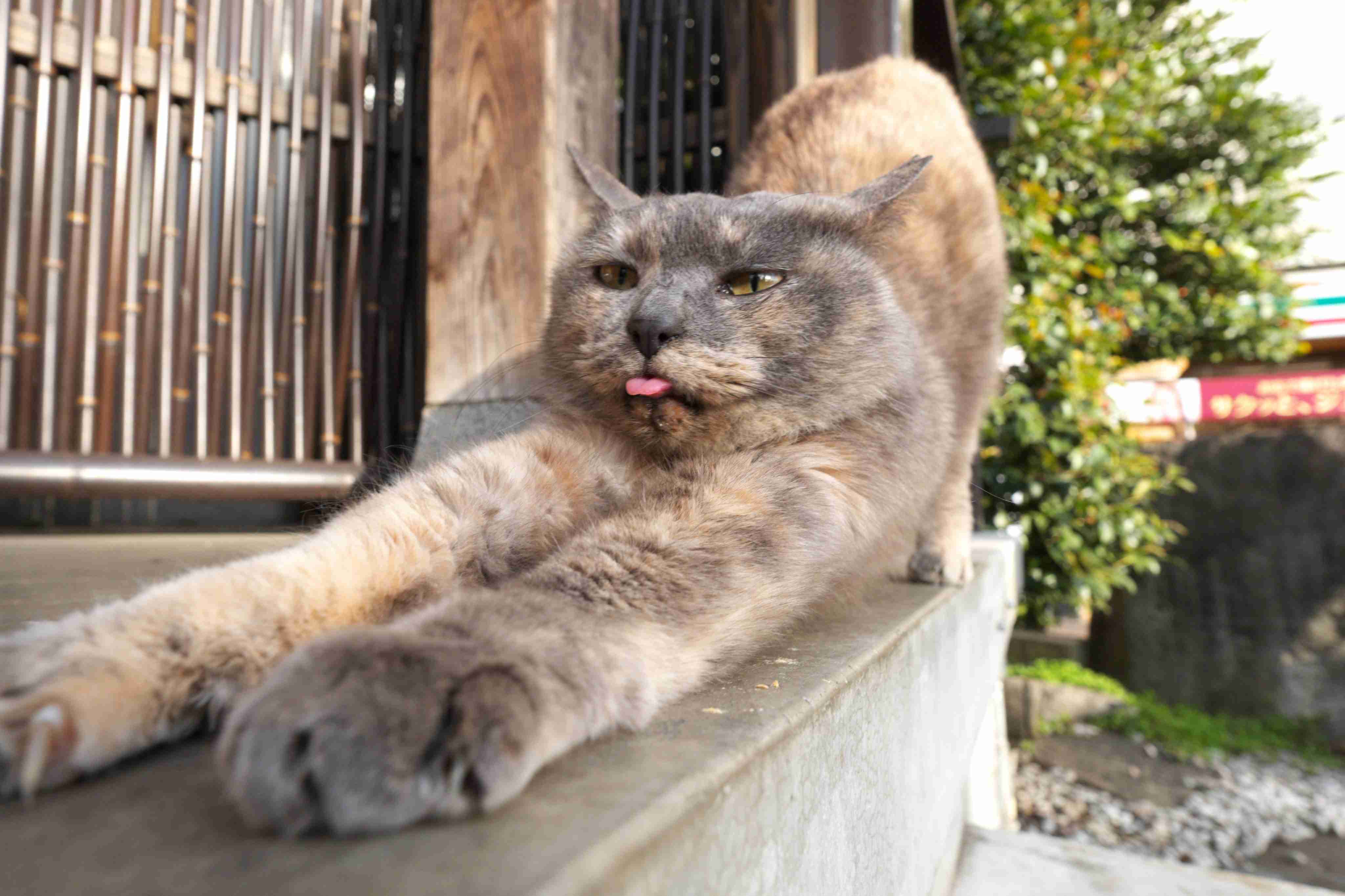 関西最大級の猫祭り開催!保護猫を助けて殺処分ゼロを目指す
