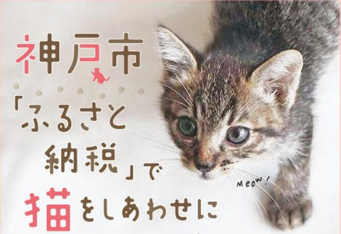 関西最大級の猫祭り開催!保護猫を助けて殺処分ゼロを目指す
