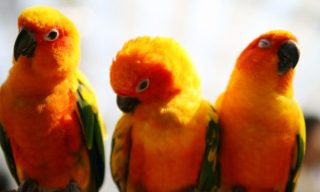 インコが大好き♡