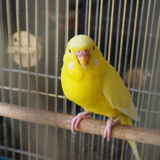 インコが大好き♡