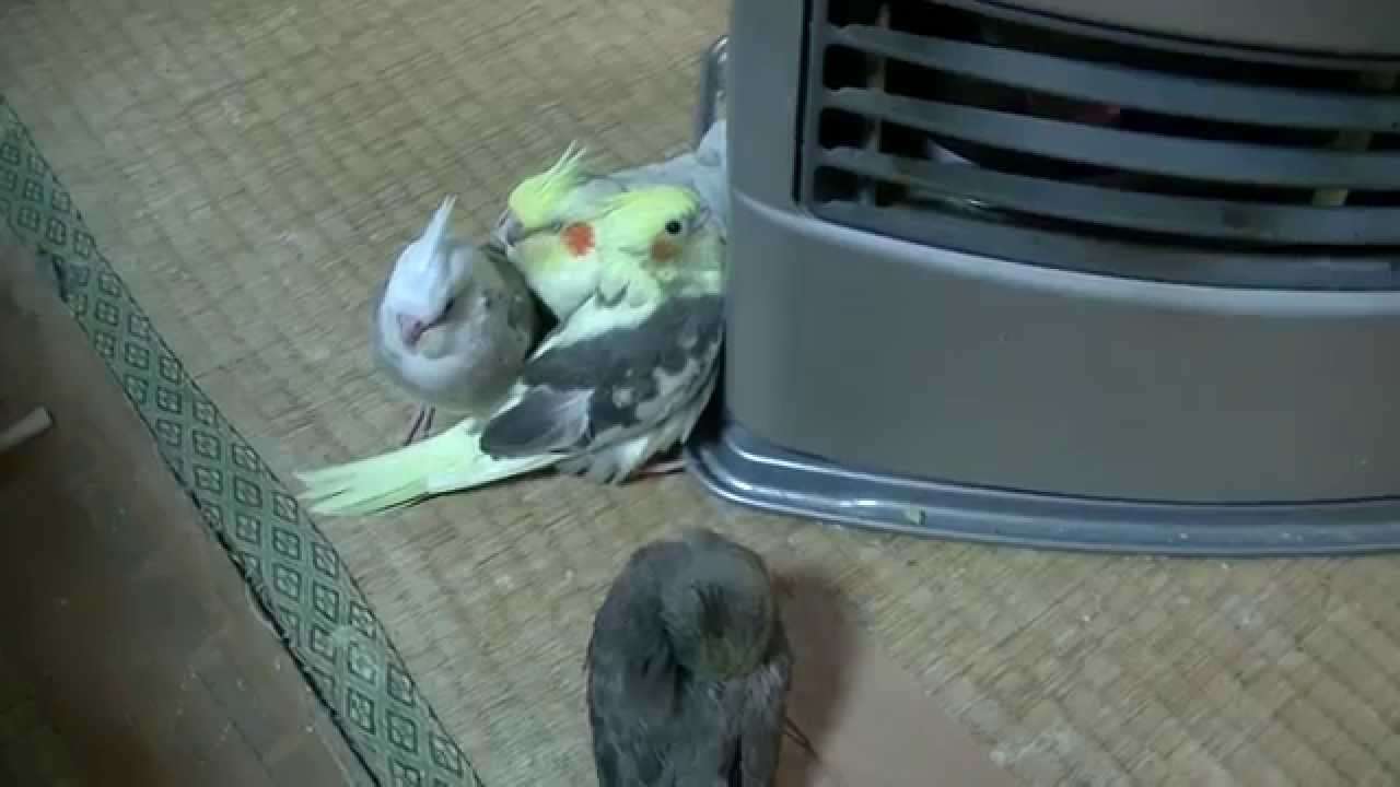 インコが大好き♡