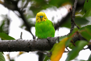 インコが大好き♡