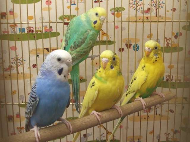 インコが大好き♡