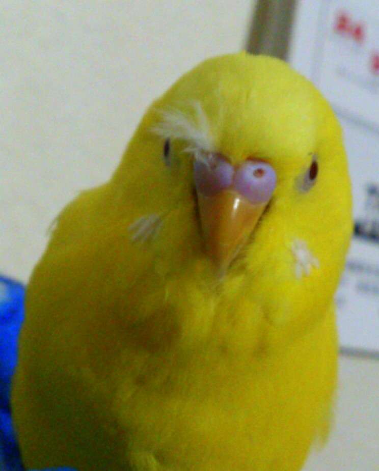 インコが大好き♡