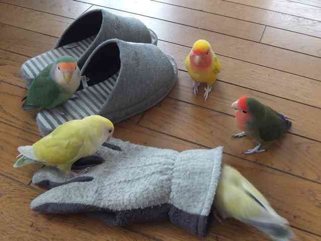 インコが大好き♡