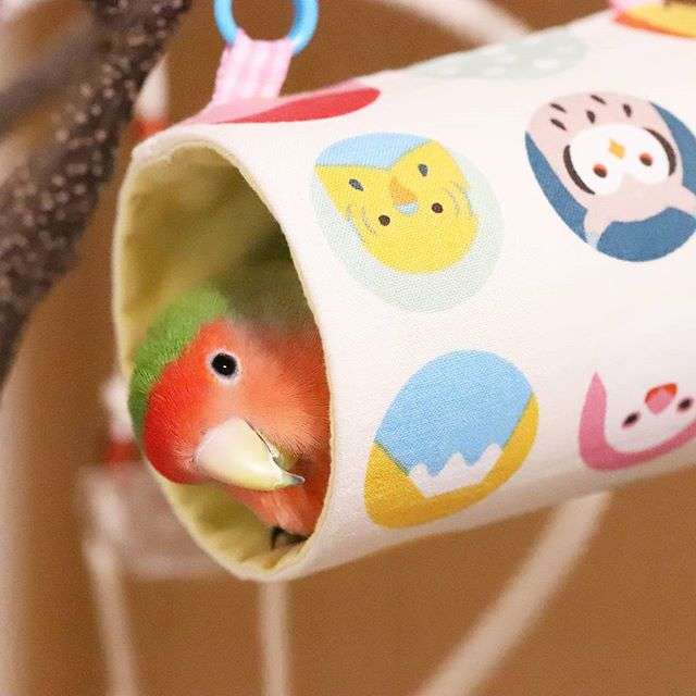 インコが大好き♡