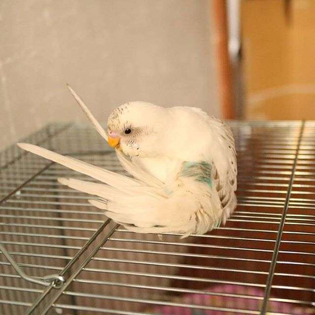 インコが大好き♡