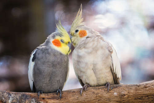 インコが大好き♡