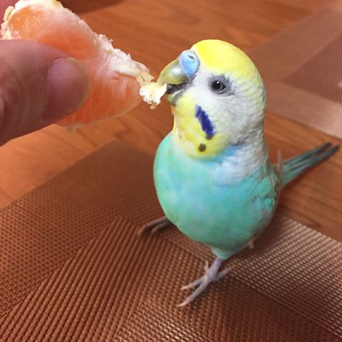 インコが大好き♡