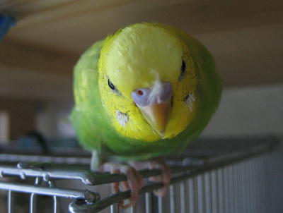 インコが大好き♡