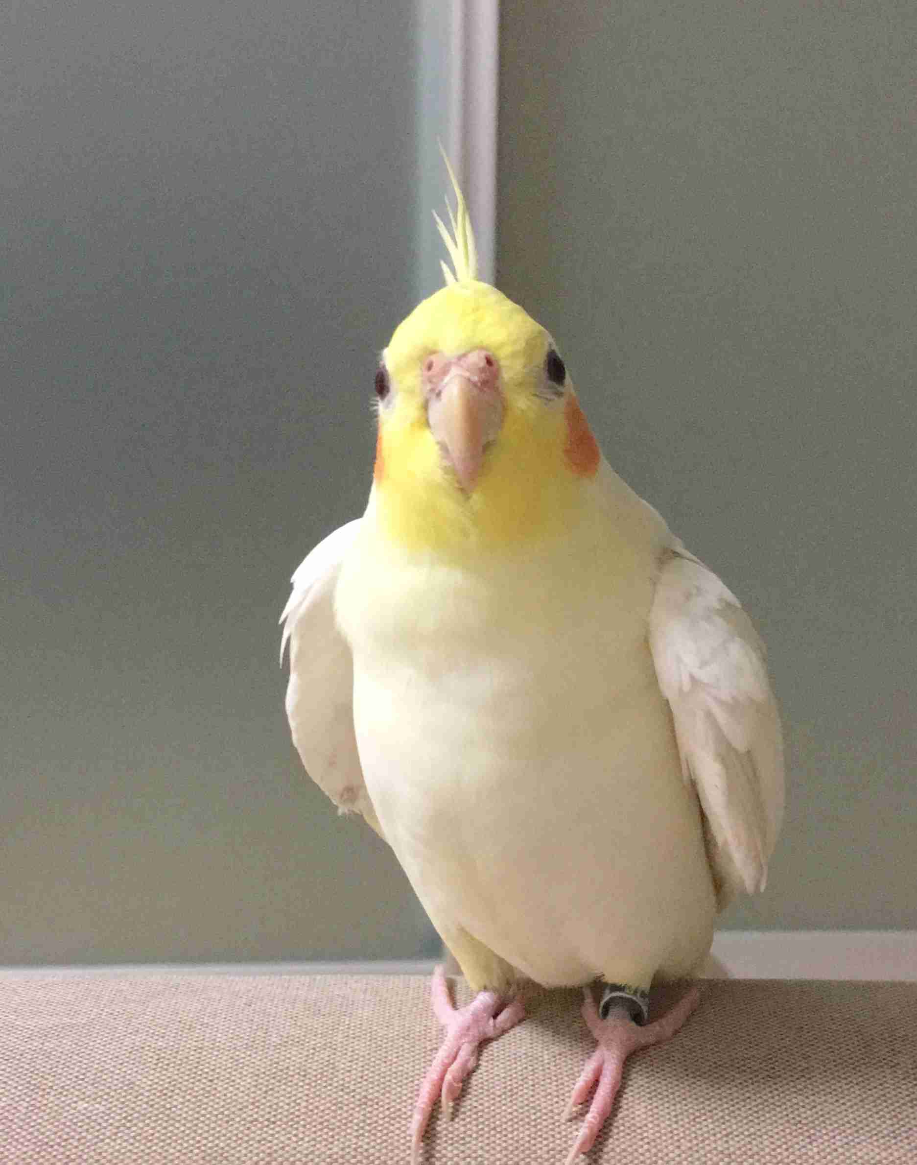 インコが大好き♡