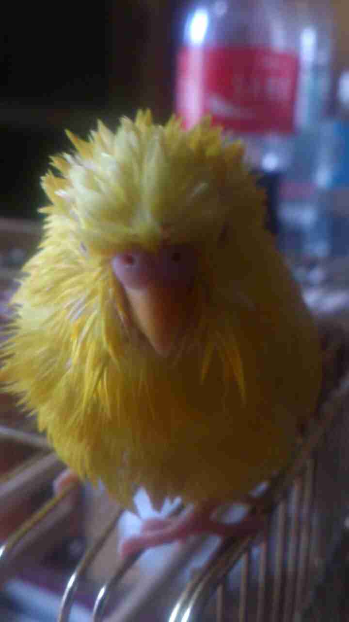 インコが大好き♡